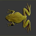 Frog Poison Frog Game Frog Reptile Cold Blooded Animal Reptile 3d model