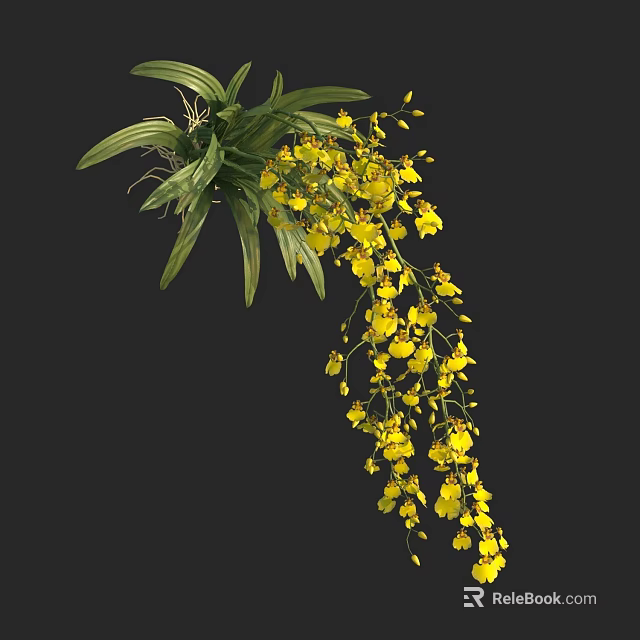 Yellow Orchid Plant with Long Hanging Flower Stems and Lush Green Leaves in Bloom 3d model 