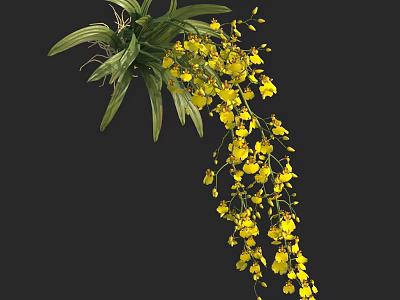 Yellow Orchid Plant with Long Hanging Flower Stems and Lush Green Leaves in Bloom 3d model