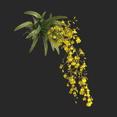 Yellow Orchid Plant with Long Hanging Flower Stems and Lush Green Leaves in Bloom 3d model
