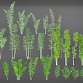 Various Bamboo Plant Types With Tall Green Stems Decorative Foliage And Different Sizes
