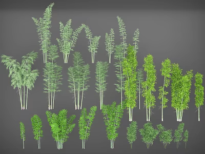 Various Bamboo Plant Types With Tall Green Stems Decorative Foliage And Different Sizes 3d model