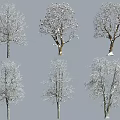 Snow Covered Arbor Trees Display Various Natural Forms And Diverse Branch Shapes