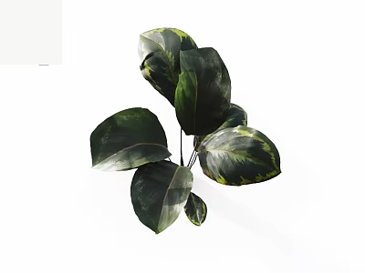 Variegated Green Houseplant With Large Leaves Dark And Light Patterns On White Background 3d model