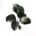 Variegated Green Houseplant With Large Leaves Dark And Light Patterns On White Background