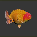 Vibrant Goldfish with Red Head Yellow Body Black Spots and Colorful Scales Swimming Gracefully