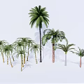 Various Tropical Palm Trees With Different Sizes And Trunk Textures For Landscaping 3d model