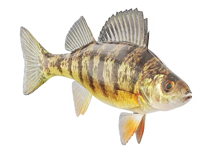 Detailed View Of Striped Freshwater Fish With Yellow Black Coloration And Orange Fins 3d model