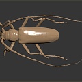 Modern Beetle Buffalo Beetle Scarab 3d model