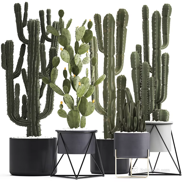 Modern Cactus Potted Plants With Stylish Black Metal Stand Planters Arrangement 3d model 