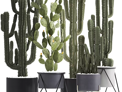 Modern Cactus Potted Plants With Stylish Black Metal Stand Planters Arrangement 3d model
