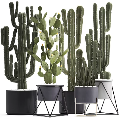 Modern Cactus Potted Plants With Stylish Black Metal Stand Planters Arrangement 3d model