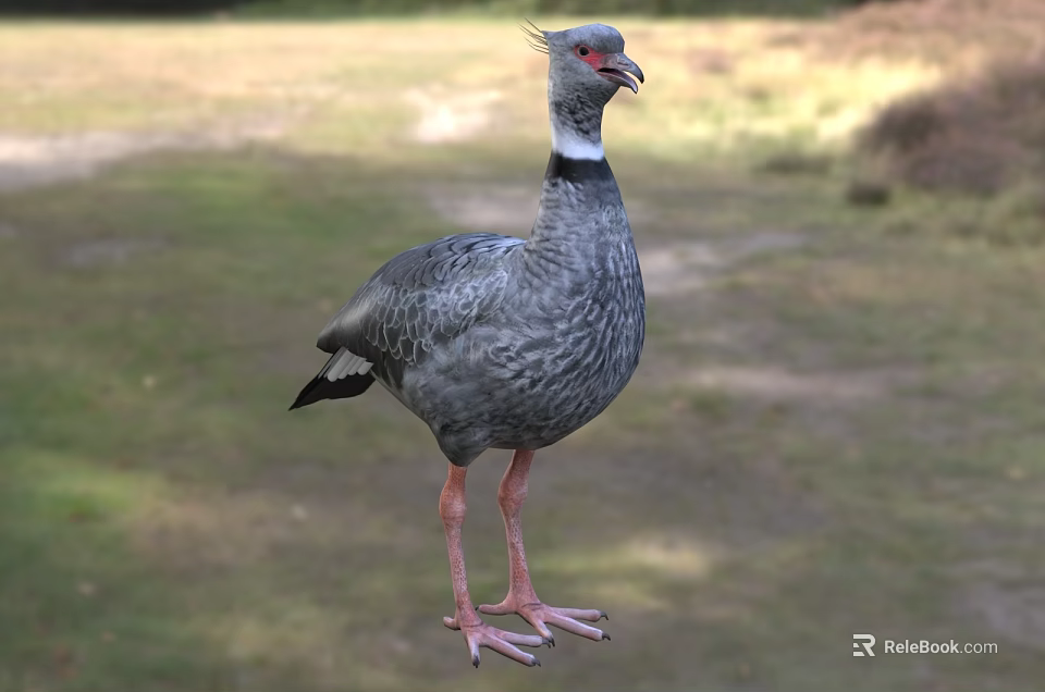 Gray Flying Bird With Red Beak And Long Pink Legs Standing On Grassland 3d model 