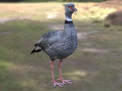 Gray Flying Bird With Red Beak And Long Pink Legs Standing On Grassland 3d model