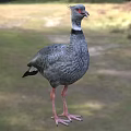 Gray Flying Bird With Red Beak And Long Pink Legs Standing On Grassland