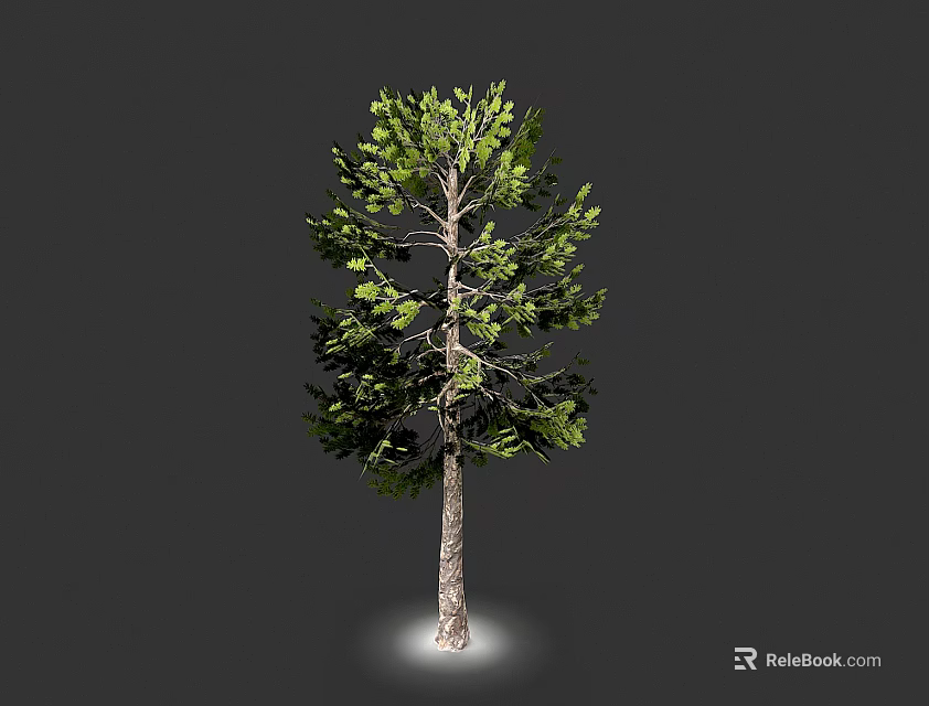 Tall Pine Tree With Green Foliage And Brown Trunk Isolated On Gray Background 3d model 