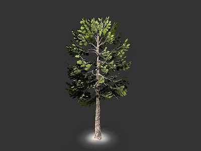 Tall Pine Tree With Green Foliage And Brown Trunk Isolated On Gray Background 3d model