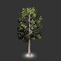 Tall Pine Tree With Green Foliage And Brown Trunk Isolated On Gray Background 3d model
