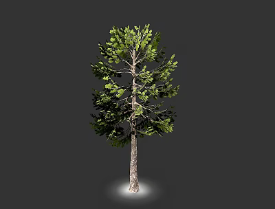 Tall Pine Tree With Green Foliage And Brown Trunk Isolated On Gray Background 3d model