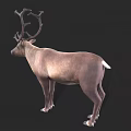 Realistic Reindeer Model With Large Antlers And Light Brown Body Against Black Background