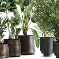 Lush Potted Bonsai Plants With Tropical Foliage Bamboo And Dark Decorative Pots