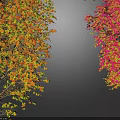 Vibrant Deciduous Trees with Orange Red Yellow and Bright Red Leaves on Gray Background