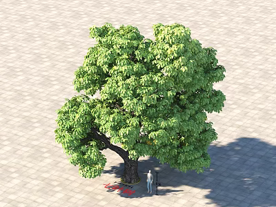Lush Green Arbor With Thick Trunk On Paved Ground And Person Standing Underneath 3d model