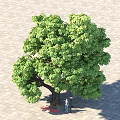 Lush Green Arbor With Thick Trunk On Paved Ground And Person Standing Underneath