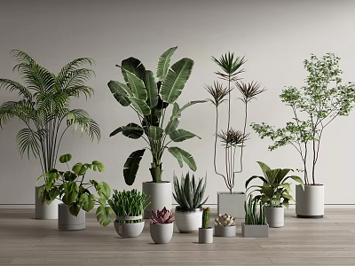 Various Potted Green Plants Various Sizes in White Pots on Wooden Floor Light Wall Background 3d model