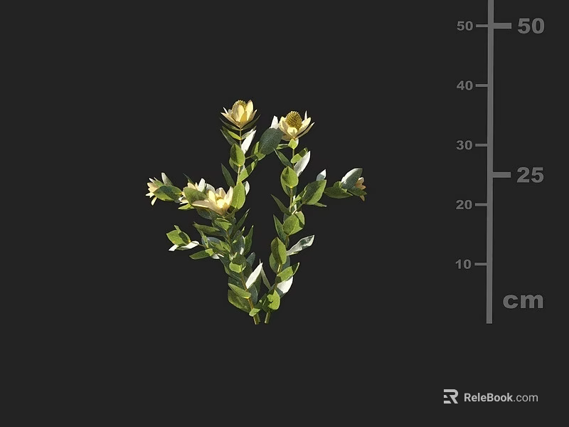 Vibrant Flowering Plant With Yellow Blooms Green Leaves And Size Measurement In Cm 3d model 