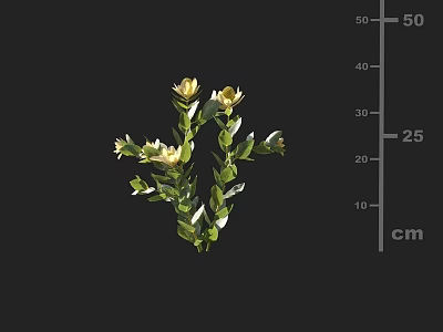 Vibrant Flowering Plant With Yellow Blooms Green Leaves And Size Measurement In Cm 3d model