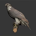 Brown and White Hawk Perched on Wooden Branch with Alert Stance Dark Background