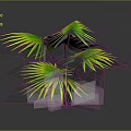 Vibrant Lush Palm Plant With Large Green Leaves And Yellow Edges