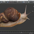 Reptile Snail Featuring Brown Shell And White Body On Black Background