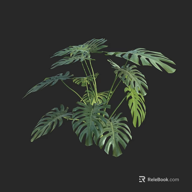 Monstera Potted Plant With Distinctive Split Leaves And Green Foliage For Indoor Decor 3d model 