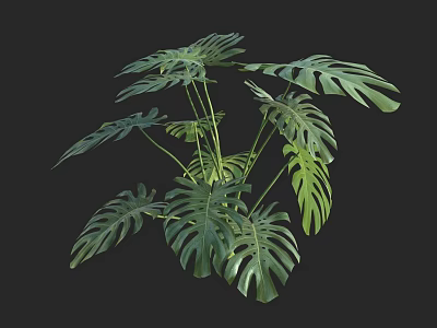 Monstera Potted Plant With Distinctive Split Leaves And Green Foliage For Indoor Decor 3d model