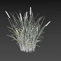 Lush Green Grass With White Spikelets Growing On Black Background
