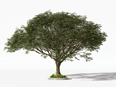 Lush Green Arbor Tree with Dense Foliage Strong Trunk and Circular Grass Base 3d model