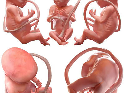 Human Fetus Development Stages Displayed in 3D Renderings With Different Positions 3d model