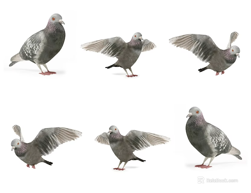 Flying Animal Pigeons in Different Postures Including Spread Wings and Standing Positions 3d model 
