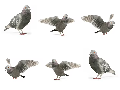 Flying Animal Pigeons in Different Postures Including Spread Wings and Standing Positions 3d model