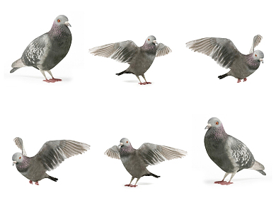 Modern pigeons 3d model