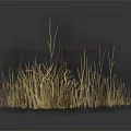 Golden Ornamental Grass Display Against Dark Background With Calm Reflection