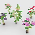 Colorful Potted Plants With Green Leaves And Pink Purple Red Flowers