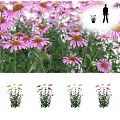 Blooming Pink Coneflowers With Fresh Green Leaves In Garden Flower Bed