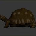 Turtle Cartoon Turtle Snapping Turtle Chickbill Turtle Reptile Cold Blooded Animal Reptile Class 3d model