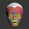Medical Head Face Anatomical Model With Colored Muscle Structure For Educational Training 3d model