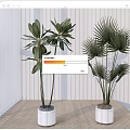 Large Indoor Potted Plants With Palm Like Leaves And Broad Foliage In White Pots