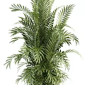 Elegant Potted Tropical Palm Plants In Wicker Baskets For Modern Home Decor