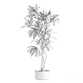 Lush Bonsai Potted Plant with Twisted Trunk and Green Leaves for Indoor Decor